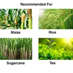 Chipku Pheromone Lure | Fall Army Worm Trap Lure (10 Pieces) For Maize, Rice, Sugarcane etc 